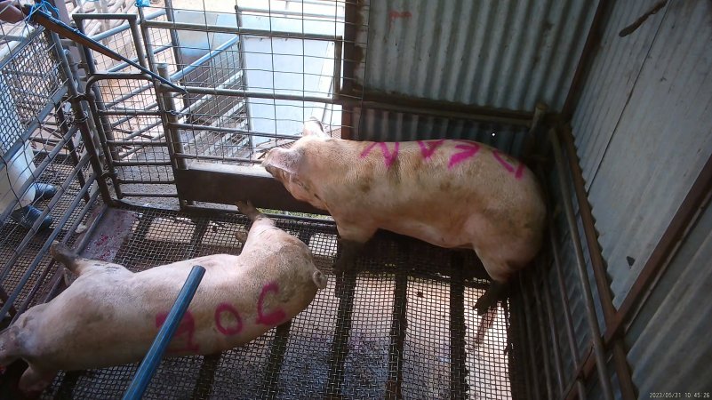 Two sows shot with rifle