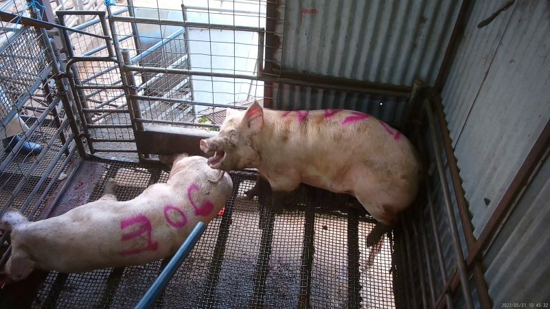 Two sows shot with rifle