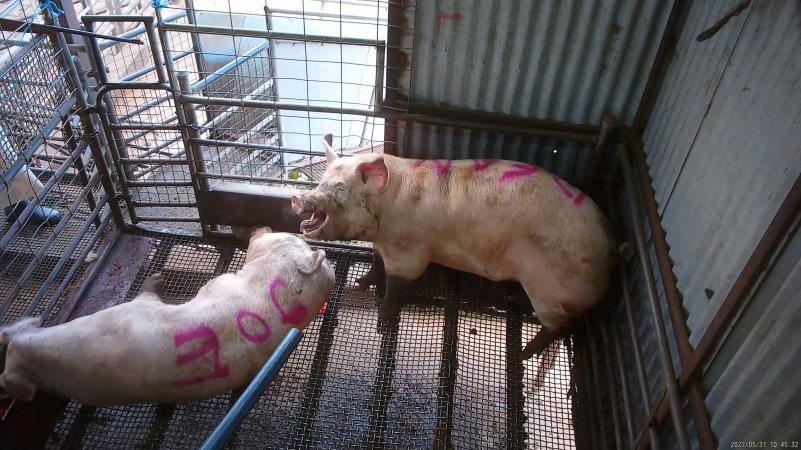 Two sows shot with rifle