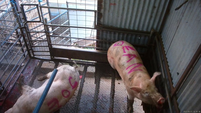 Two sows shot with rifle