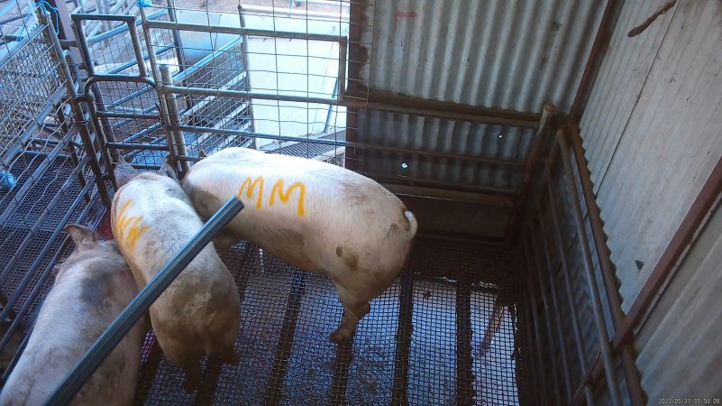 Three sows shot in stun pen