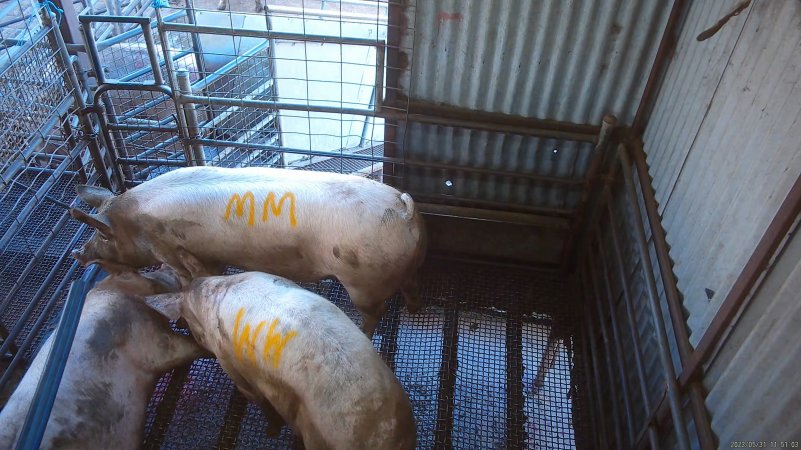 Three sows shot in stun pen