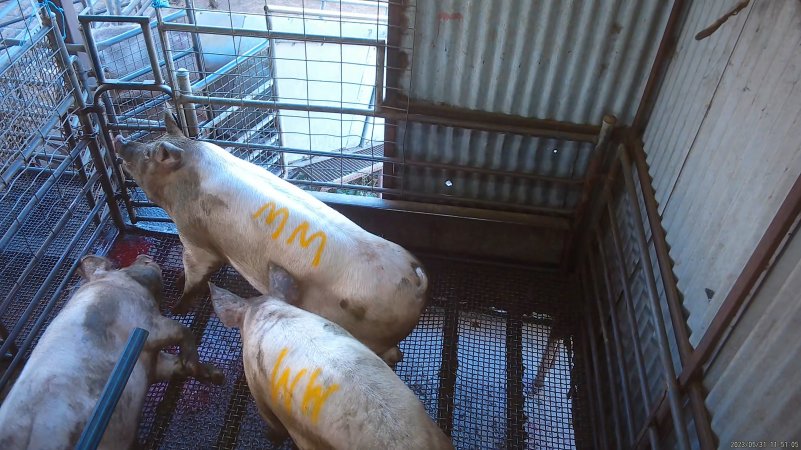 Three sows shot in stun pen