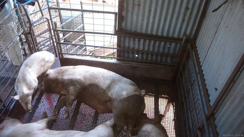 Pigs herded in on top of stunned sow