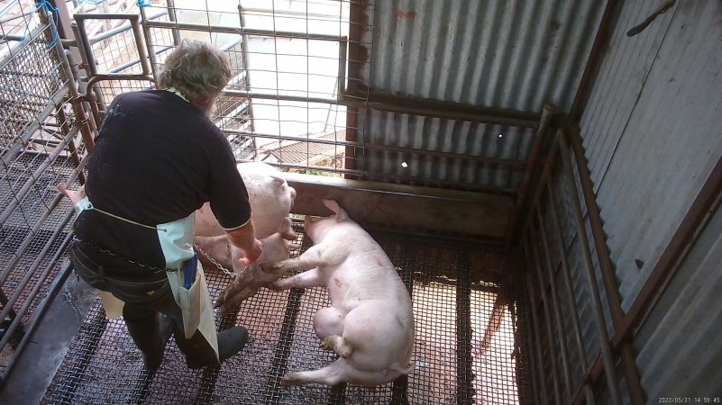 Worker beating pig with chain