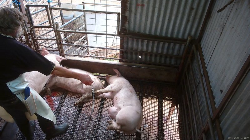 Worker beating pig with chain