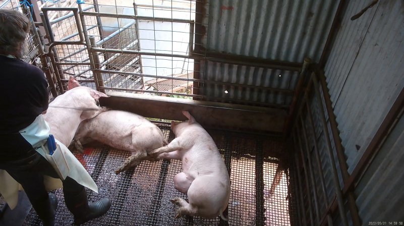 Worker beating pig with chain