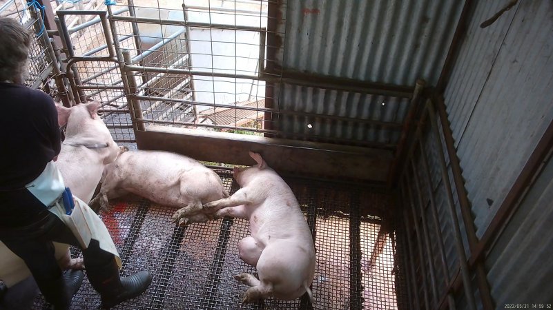 Worker beating pig with chain