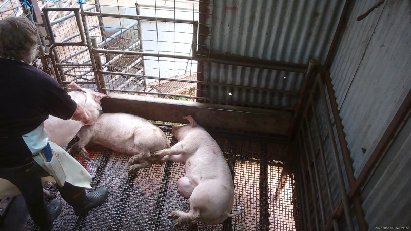 Worker beating pig with chain