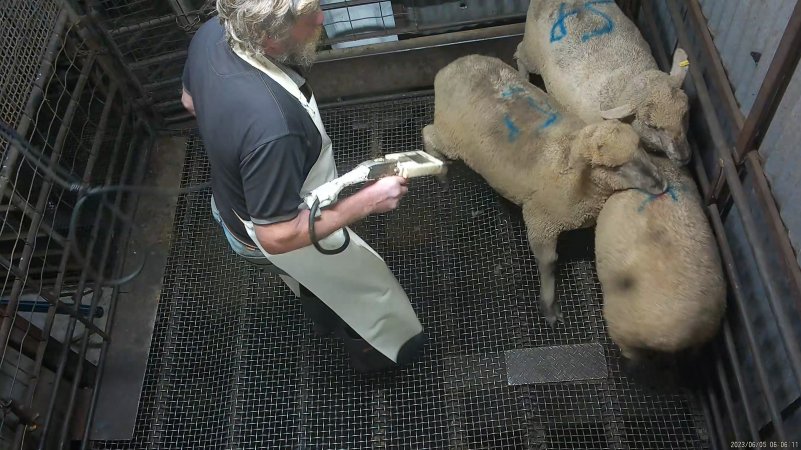 Sheep stunning