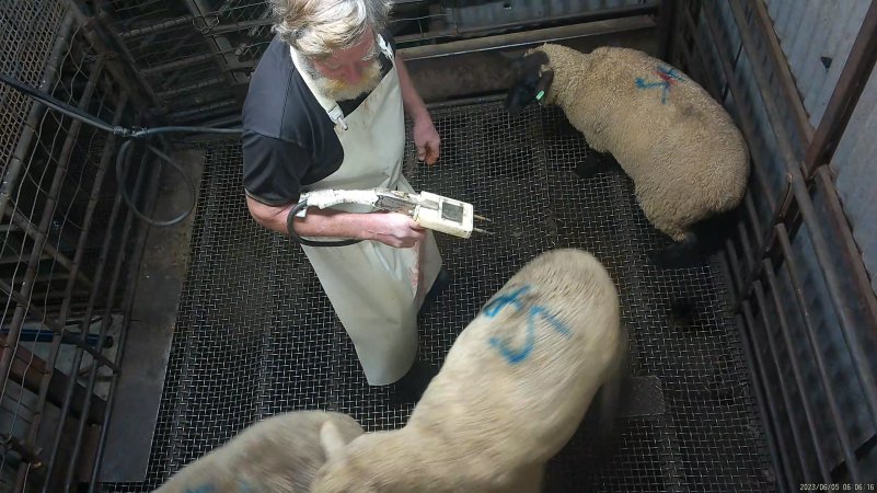 Sheep stunning