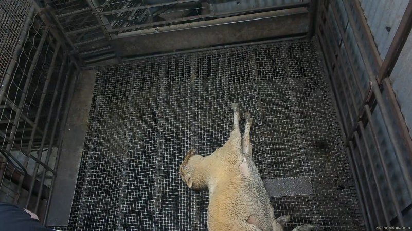 Stunned sheep