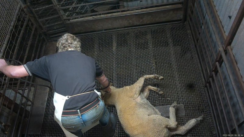 Stunned sheep