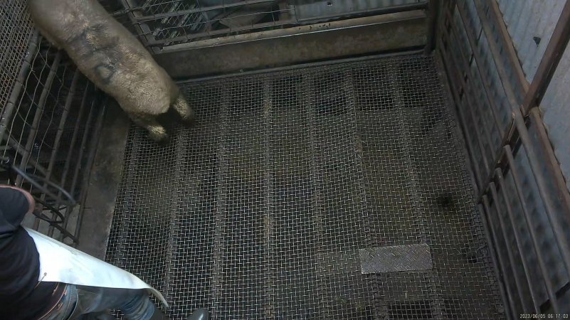 Sheep tries to escape