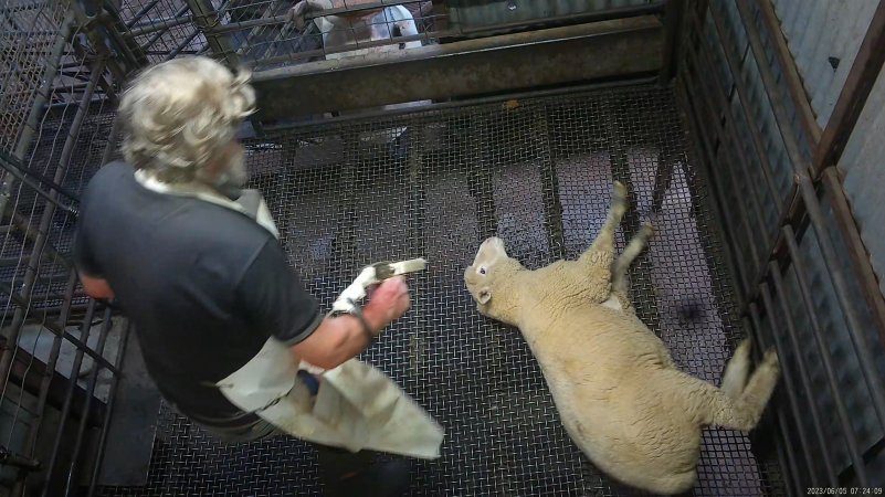 Sheep approached with electric stunner