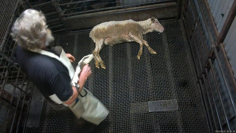 Sheep approached by electric stunner