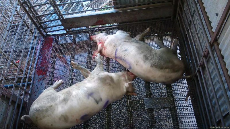 Two sows spasming in stun pen