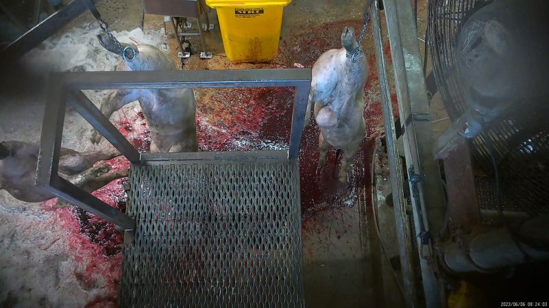 Pigs shackled and 'stuck'