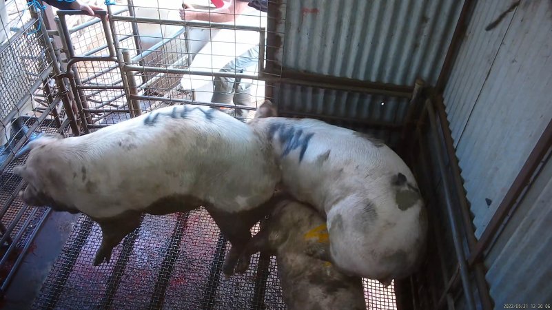 Sows standing on top of stunned sow