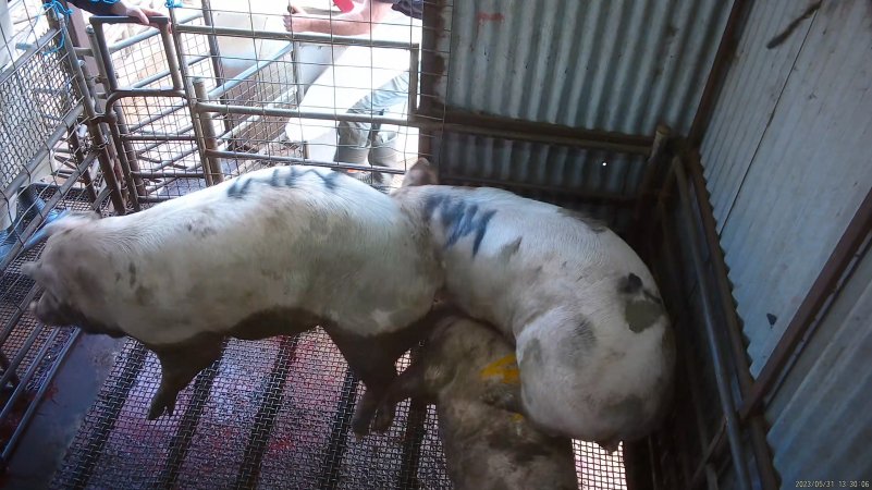 Sows standing on top of stunned sow