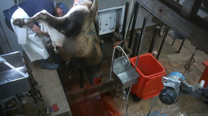 Cow skinning