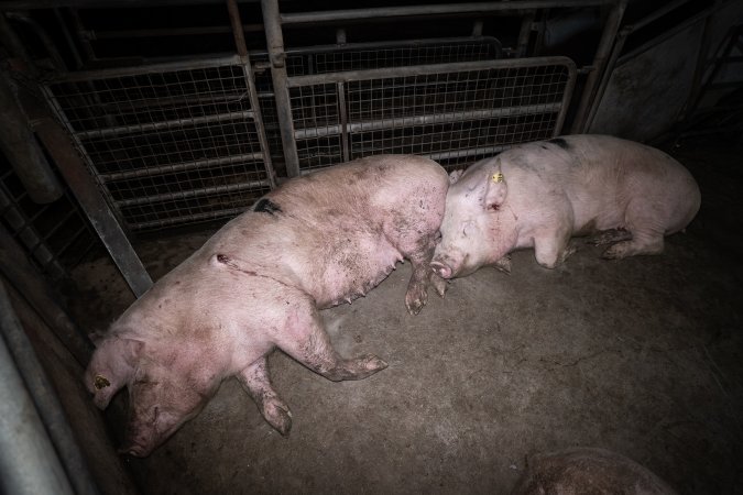 Pigs in slaughterhouse holding pens
