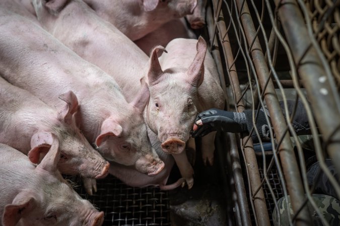 Activist patting piglet in slaughterhouse kill pen