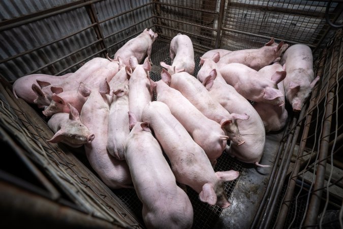 Piglets in crowded slaughterhouse kill pen