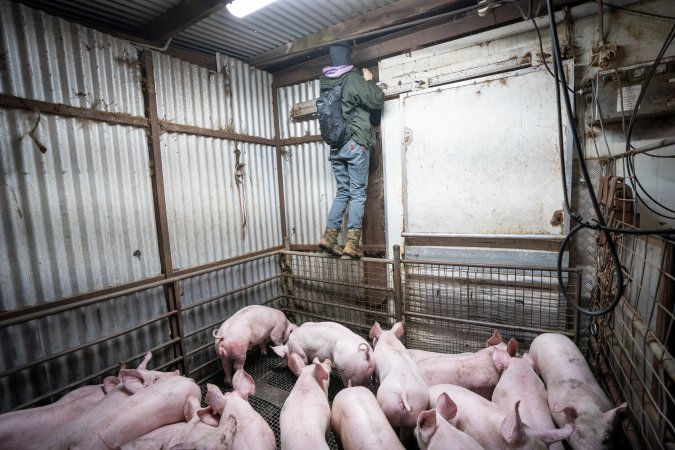 Investigator climbing wall next to crowded slaughterhouse kill pen