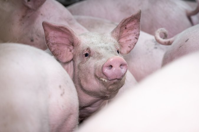 Close up of piglet in slaughterhouse kill pen