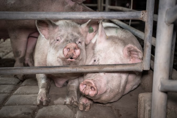 Two pigs in slaughterhouse holding pens