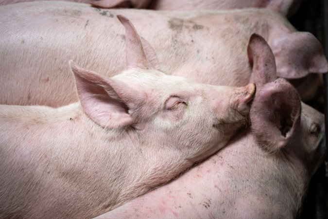 Close up of piglet in slaughterhouse kill pen