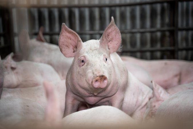 Close up of piglet in slaughterhouse kill pen