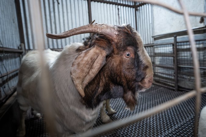 Rangeland goat in slaughterhouse kill pen