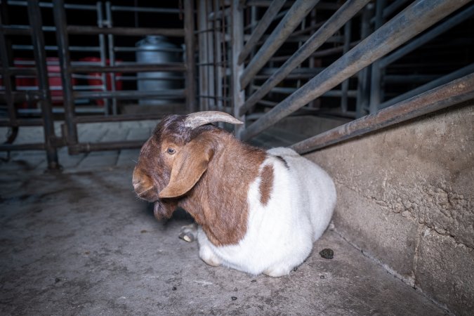 Small rangeland goat in slaughterhouse holding pen