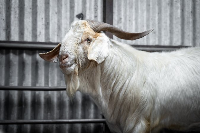 Rangeland goat in slaughterhouse kill pen
