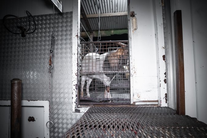 Rangeland goat in slaughterhouse kill pen