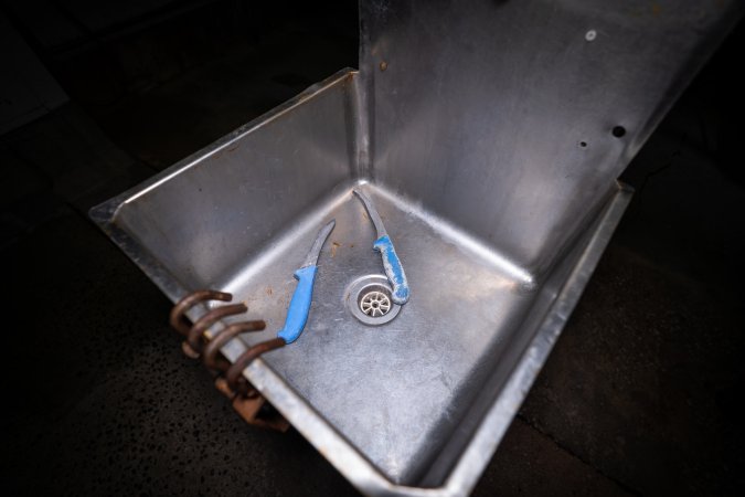 Knives in sink inside slaughterhouse kill room