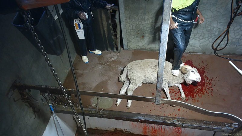 Sheep slaughter