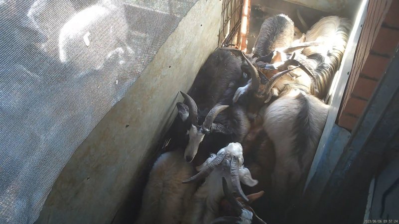 Goats in pre-kill pen