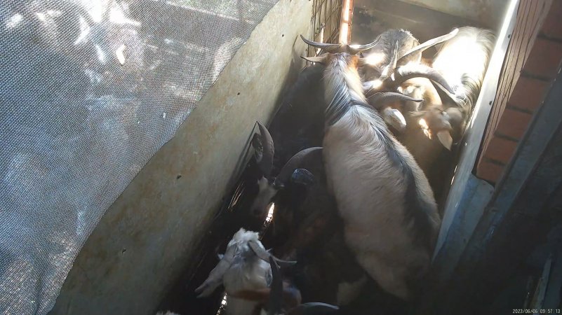 Goats in pre-kill pen