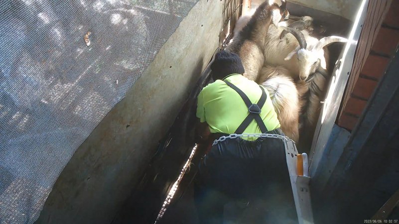 Goats in pre-kill pen