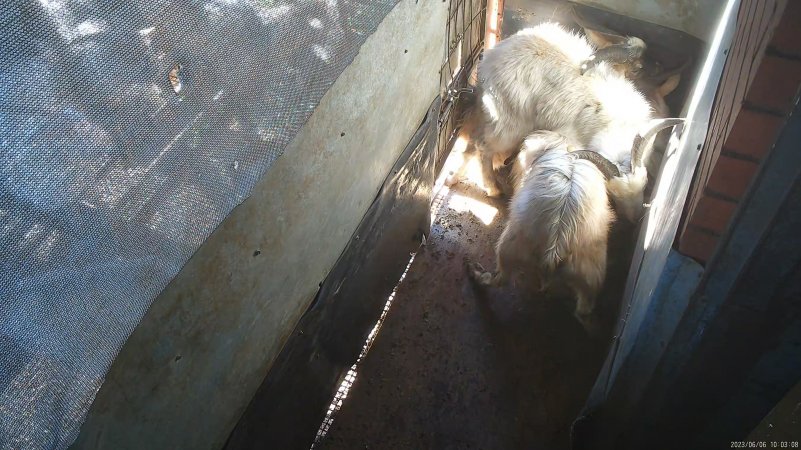 Goats hiding in pre-kill pen