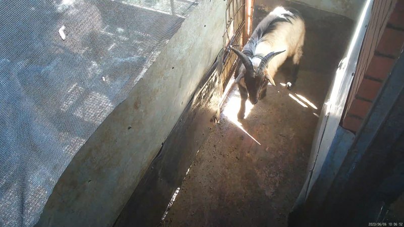 Goat in holding pen