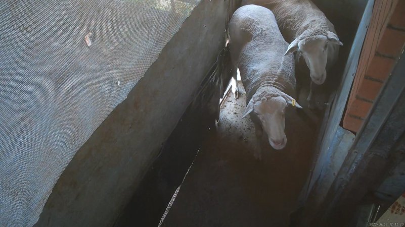 Sheep in holding pen