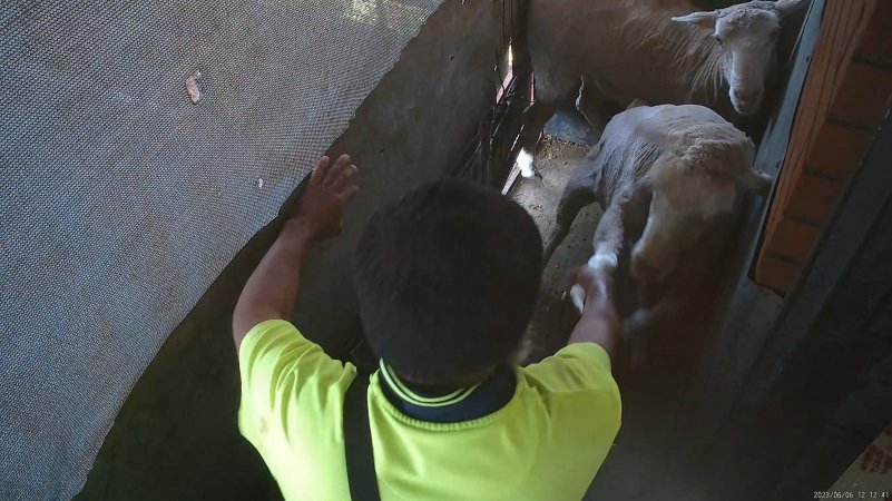 Sheep resisting being dragged