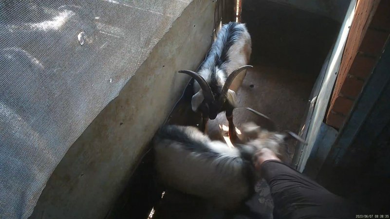 Goat resisting being dragged