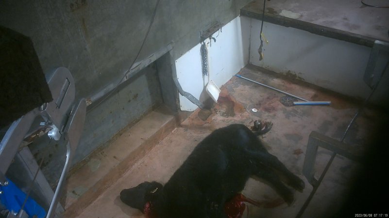 Cow slaughter