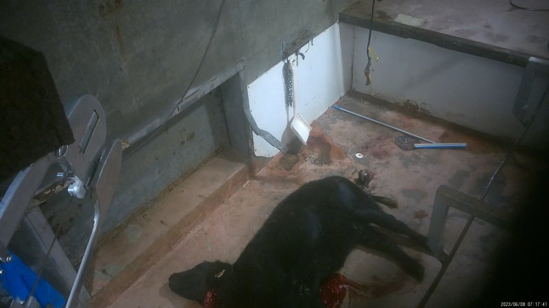 Cow slaughter