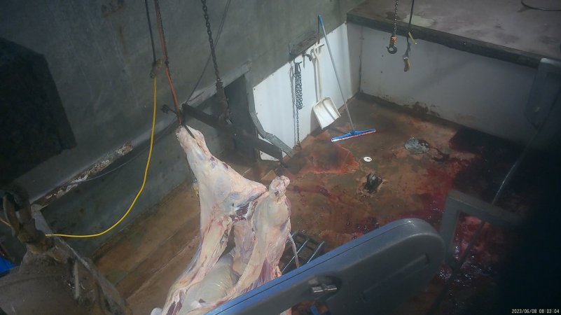 Cow 'processing'